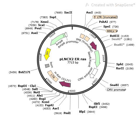 pLNCX2